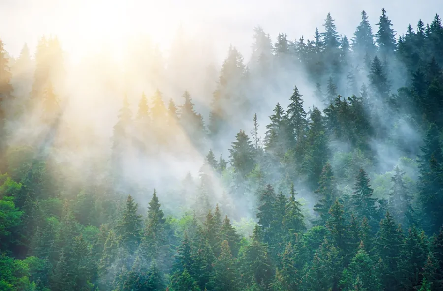 biokosmetik of texas natural part